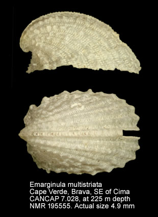 Emarginula multistriata.jpg - Emarginula multistriata Jeffreys,1882